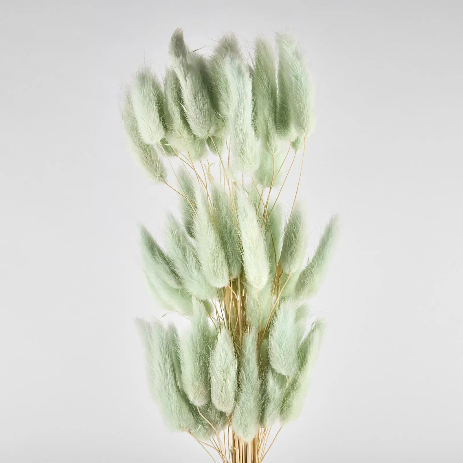 Flori uscate de lagurus, green, 40 grams