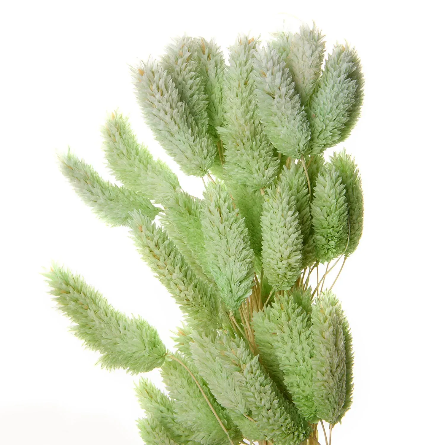 Flori uscate de falaris, Verde deschis, 65 gram