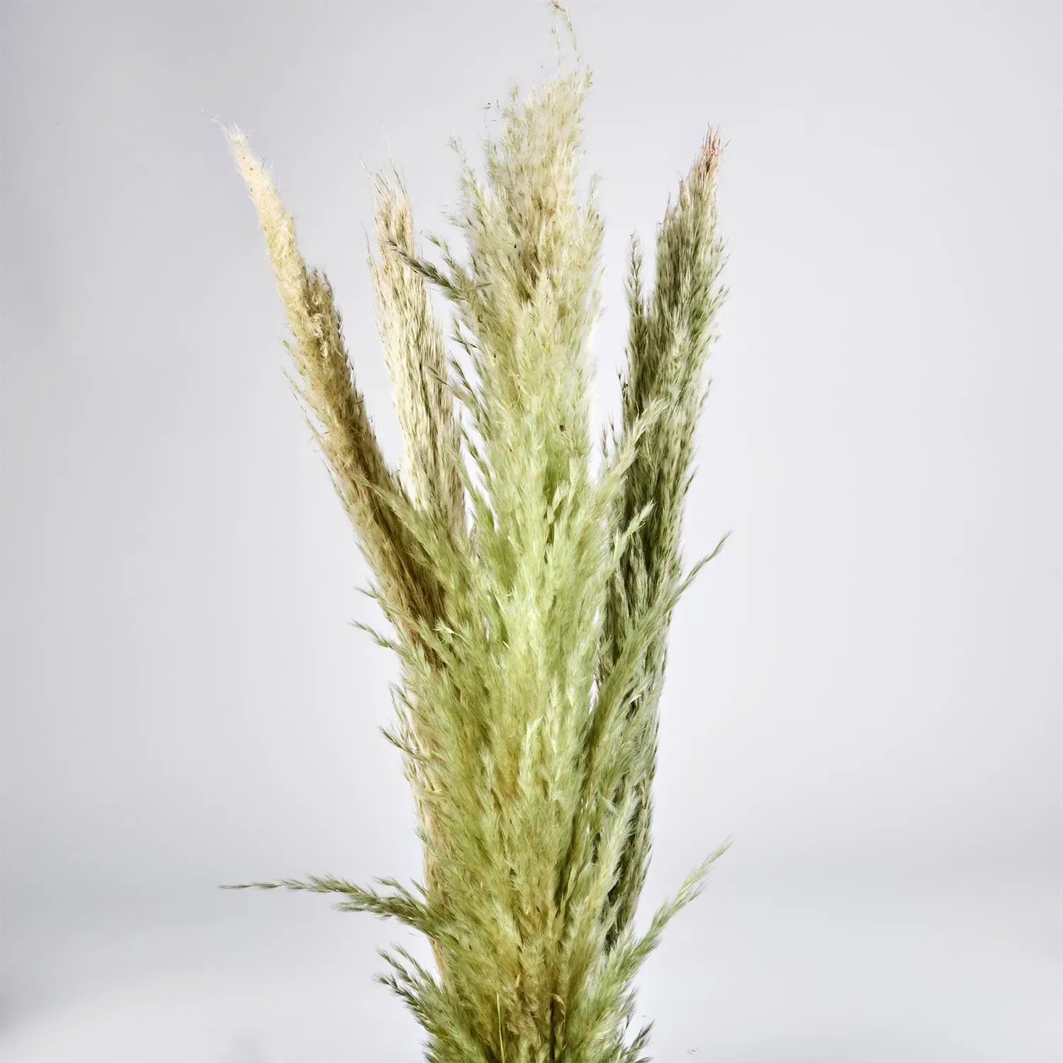 Flori uscate iarba pampas, #20 , 200 grame