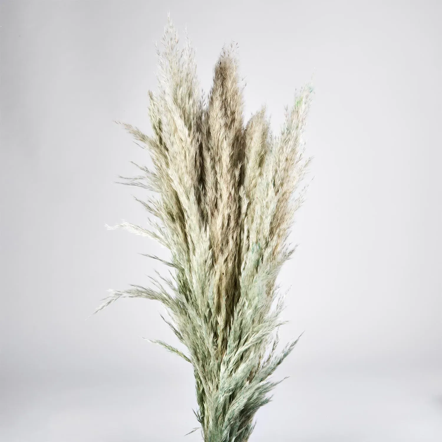 Flori uscate iarba pampas, #10 , 200 grame