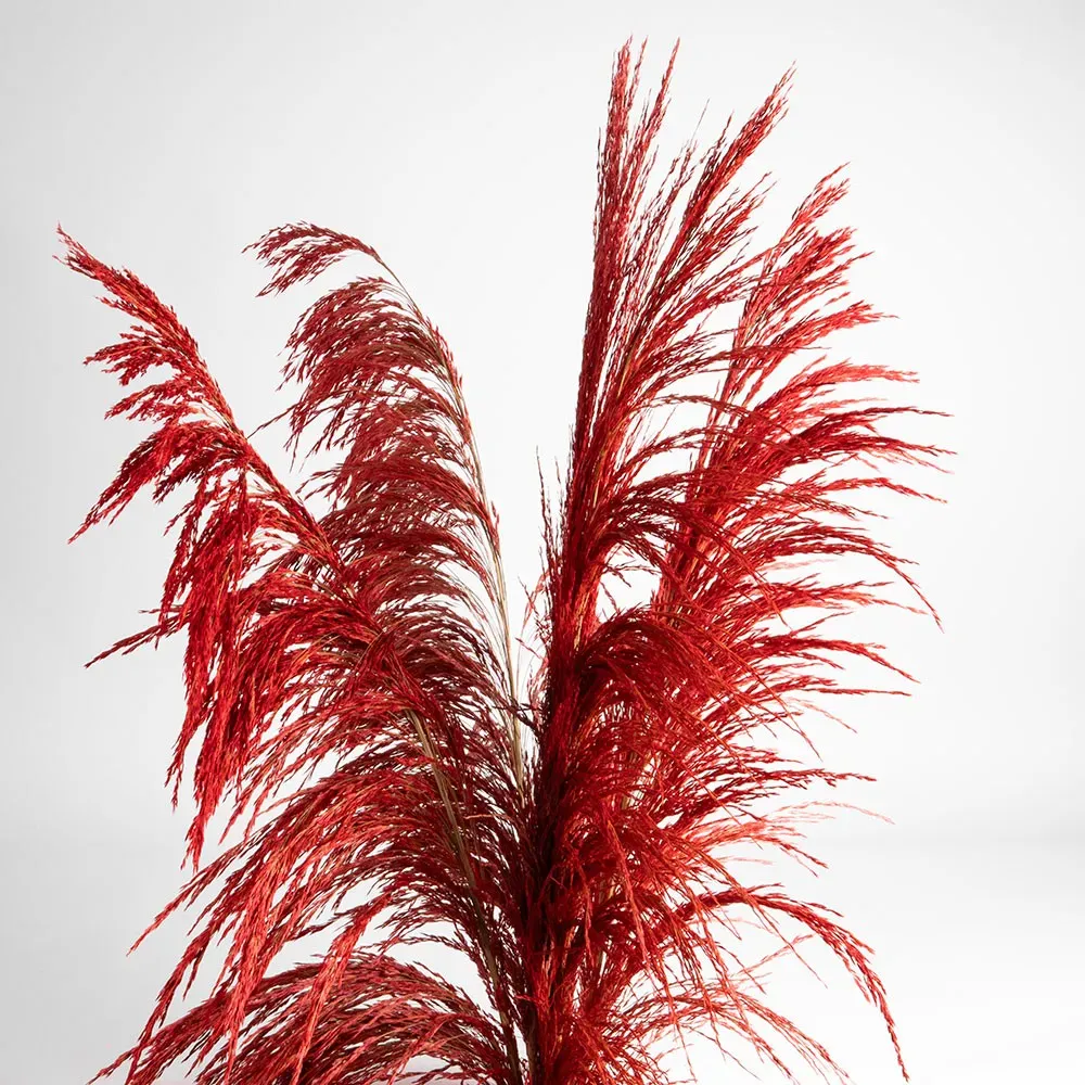 Flori uscate iarba pampas, #09, 200 grame