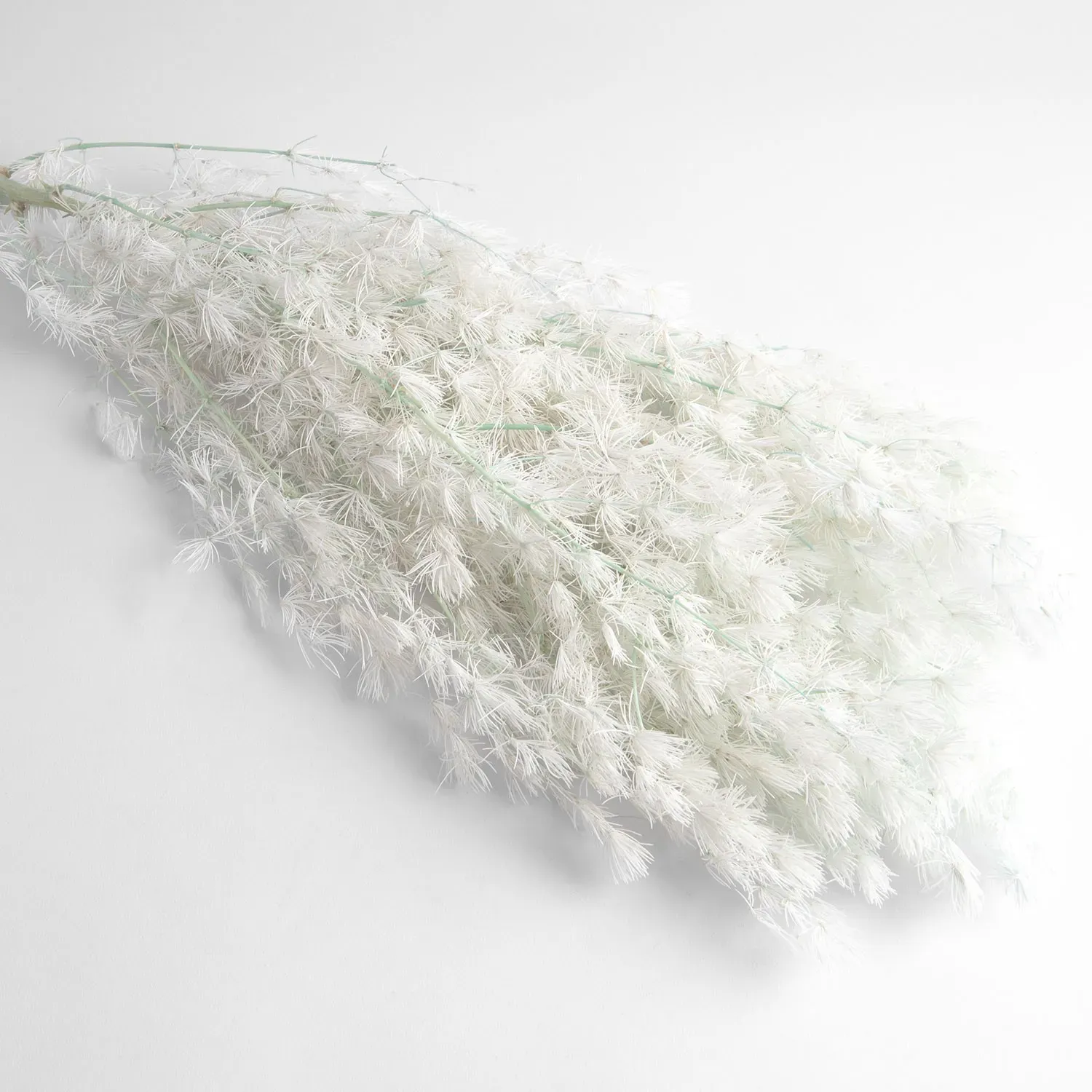 Dried asparagus flowers, light blue, 65 grams