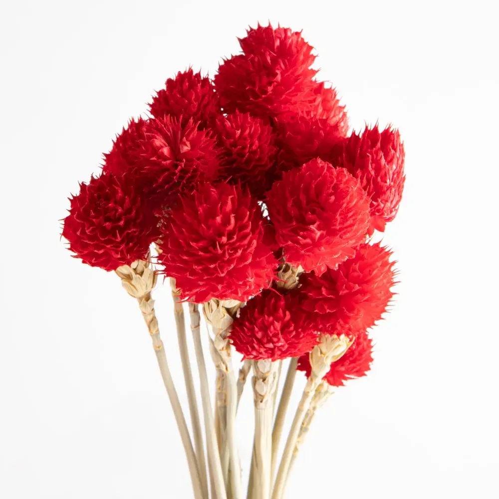 Flori uscate gomphrena, roșii, 25 grame