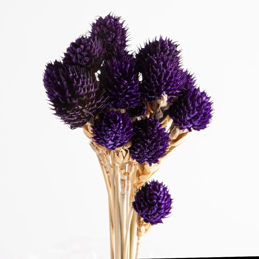 Flori uscate gomphrena, liliac, 25 gramów