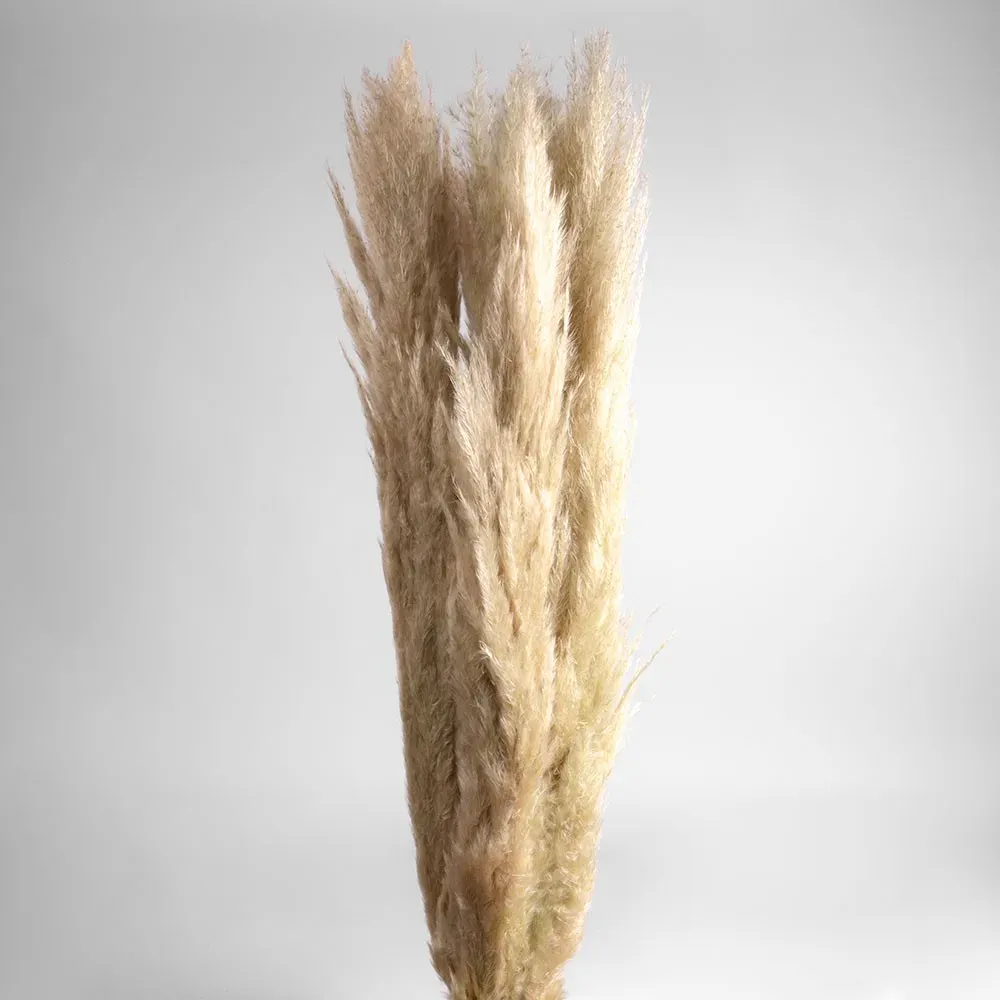 Flori uscate iarba pampas, #03, 200 grame