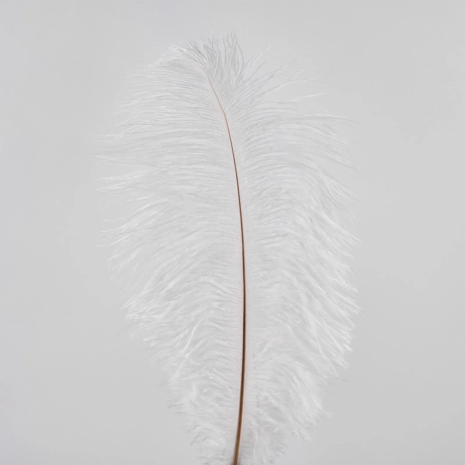 Ostrich feathers, 50 pieces, 25 cm, white