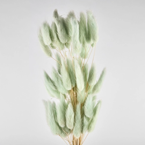 Flori uscate de lagurus, verde, 40 grame