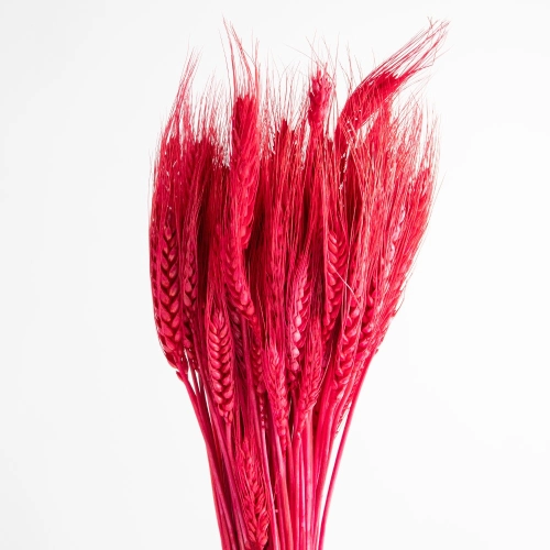Flori uscate, spice de grau fucsia 120 grame