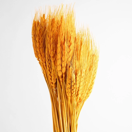 Flori uscate, spice portocale de grâu 120 grame
