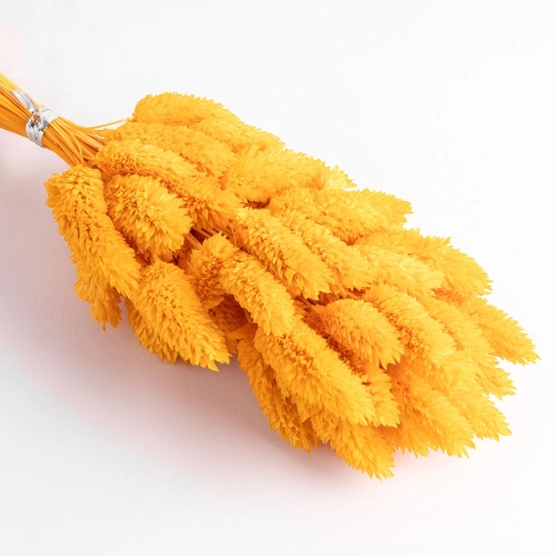 Flori uscate de falaris, galben, 65 grame
