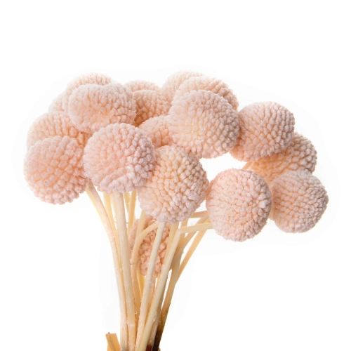 Flori uscate de craspedia, piersica, 20 capete, 55 grame