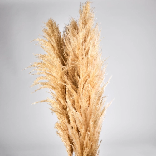 Flori uscate iarba pampas, #21 , 200 grame
