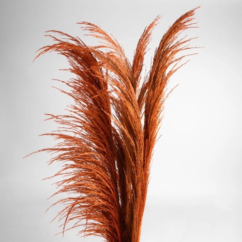Flori uscate iarba pampas, #10, 200 grame