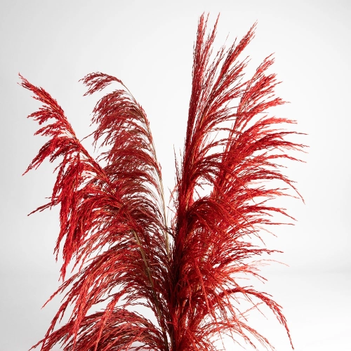 Flori uscate iarba pampas, #09, 200 grame