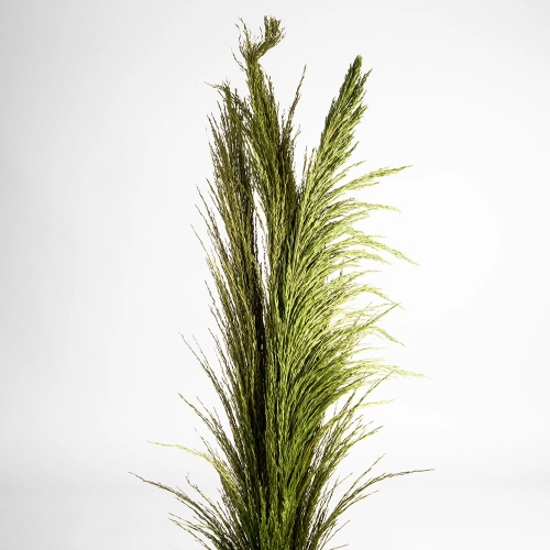 Flori uscate iarba pampas, #08, 200 grame