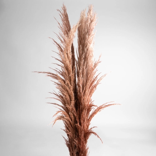 Flori uscate iarba pampas, #05, 200 grame