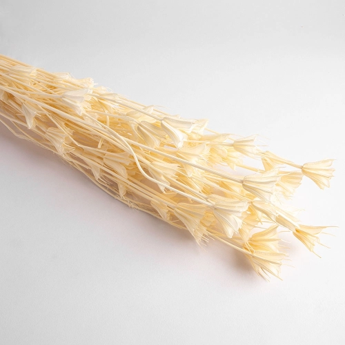 Flori uscate Nigella, albe, 65 grame
