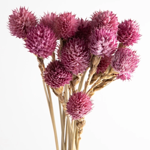 Flori uscate gomphrena, liliac, 25 grame