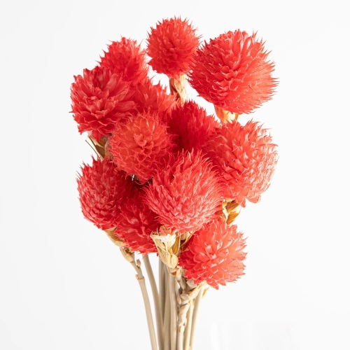Flori uscate gomphrena, roz, 25 grame