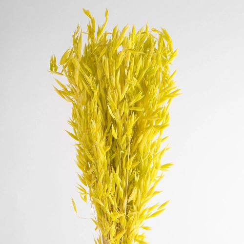 Flori de ovaz uscate, galbene, 60 grame