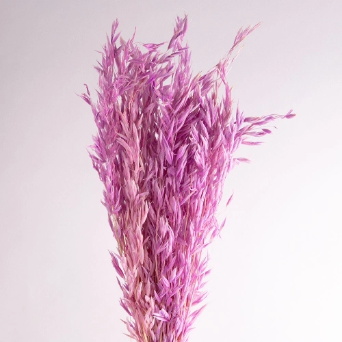Flori de ovaz uscate, violet, 60 grame