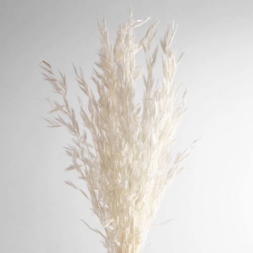 Flori de ovaz uscate, albe, 60 grame