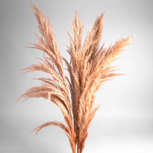 Flori uscate iarba pampas, #04 , 200 grame