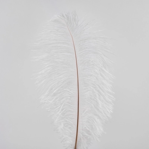 Pene de strut, 50 buc, 25 cm, alb